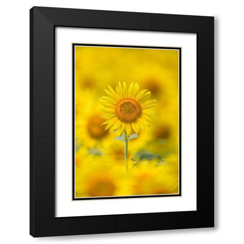 Yellow Sun Black Modern Wood Framed Art Print with Double Matting by Suzuki, Takashi