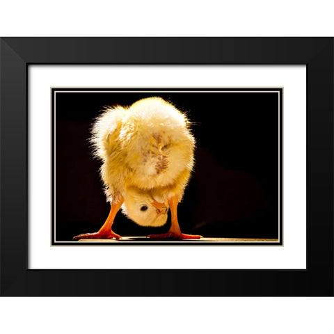 Funny chick Black Modern Wood Framed Art Print with Double Matting by Meligy, Bassant