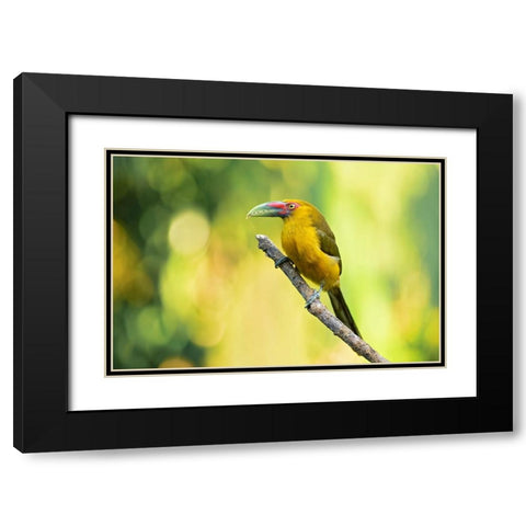Saffron Toucanet Black Modern Wood Framed Art Print with Double Matting by Zygmunt, Milan