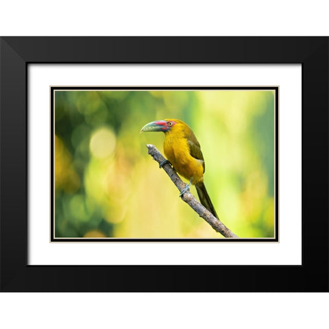 Saffron Toucanet Black Modern Wood Framed Art Print with Double Matting by Zygmunt, Milan