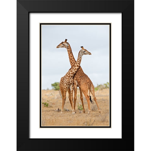 Necks Black Modern Wood Framed Art Print with Double Matting by Pozzi, Marco