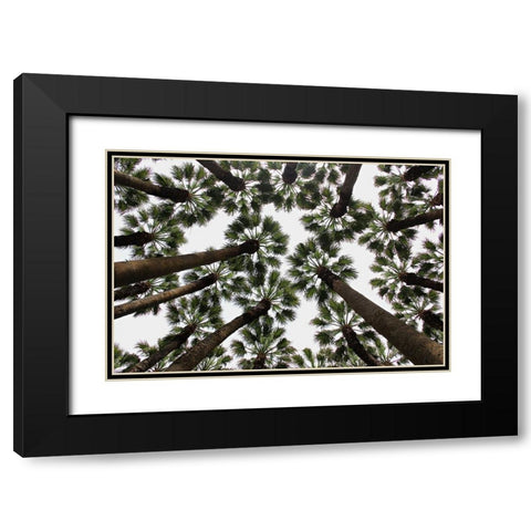 Trees Black Modern Wood Framed Art Print with Double Matting by Dogu Sayli, Umut
