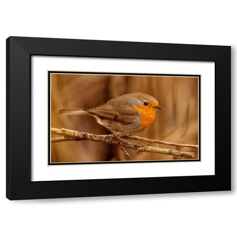 Red Throat Black Modern Wood Framed Art Print with Double Matting by Bjorkli, Trygve