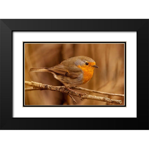 Red Throat Black Modern Wood Framed Art Print with Double Matting by Bjorkli, Trygve