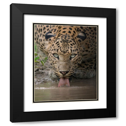 A Mesmerising Gaze Of The Fierce Black Modern Wood Framed Art Print with Double Matting by Rawat, Chaitanya