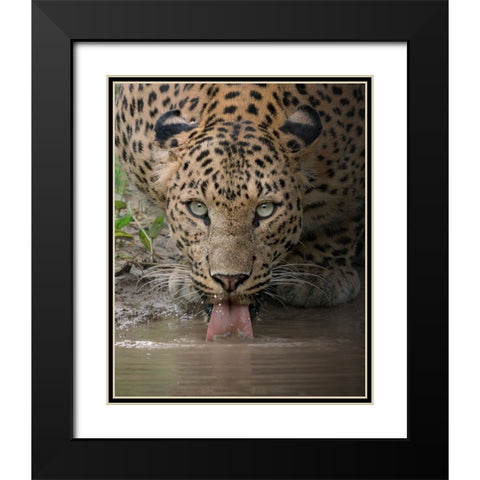 A Mesmerising Gaze Of The Fierce Black Modern Wood Framed Art Print with Double Matting by Rawat, Chaitanya