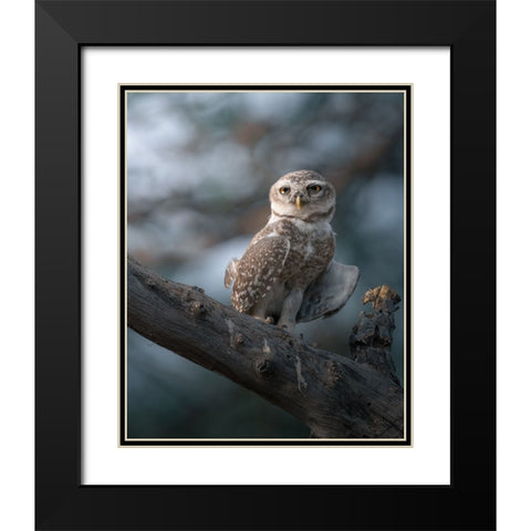 The Wise Of The Jungle Black Modern Wood Framed Art Print with Double Matting by Rawat, Chaitanya