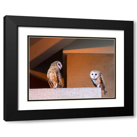 American Barn Owl Black Modern Wood Framed Art Print with Double Matting by Taksing