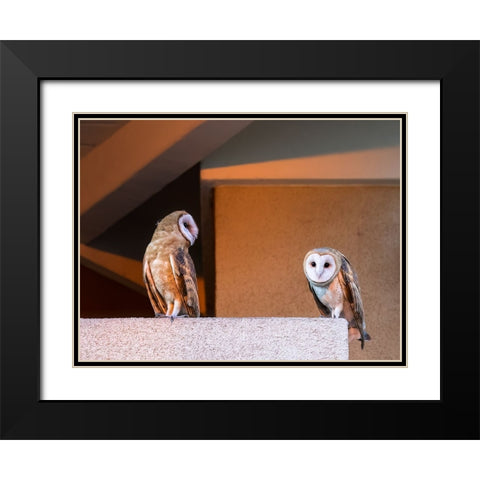 American Barn Owl Black Modern Wood Framed Art Print with Double Matting by Taksing