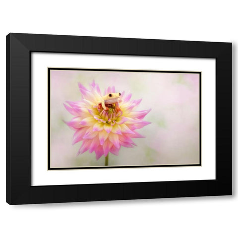 Albino Red Eyed Tree Frog On A Dahlia Black Modern Wood Framed Art Print with Double Matting by D Lester, Linda
