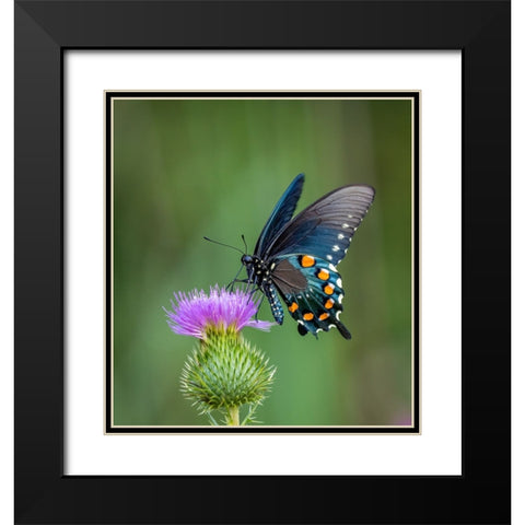 Pipevine Swallowtail Black Modern Wood Framed Art Print with Double Matting by Haddix, Steven