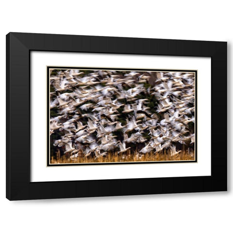 Snow Geese In Slow Motion Black Modern Wood Framed Art Print with Double Matting by Zhang, Xiaohong