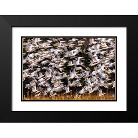 Snow Geese In Slow Motion Black Modern Wood Framed Art Print with Double Matting by Zhang, Xiaohong