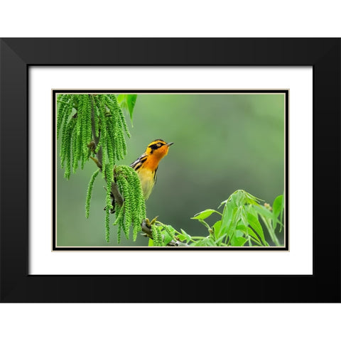 Expectation Black Modern Wood Framed Art Print with Double Matting by Zuo, Jun