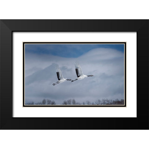 Sandhill in action Black Modern Wood Framed Art Print with Double Matting by Deng, Larry