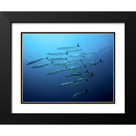 Barracudas Black Modern Wood Framed Art Print with Double Matting by Jager, Henry