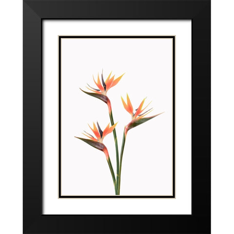 Birds of Paradise Black Modern Wood Framed Art Print with Double Matting by Pienaar, Kathrin