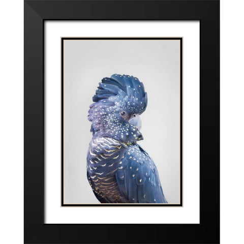 Black Cockatoo Black Modern Wood Framed Art Print with Double Matting by Pienaar, Kathrin