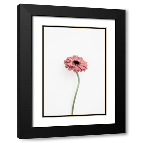 Pink Gerbera Black Modern Wood Framed Art Print with Double Matting by Pienaar, Kathrin