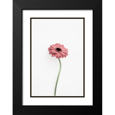 Pink Gerbera Black Modern Wood Framed Art Print with Double Matting by Pienaar, Kathrin