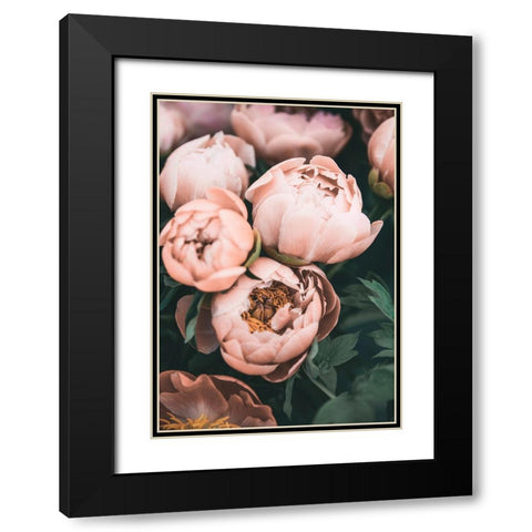 Coral Peonies Black Modern Wood Framed Art Print with Double Matting by Pienaar, Kathrin