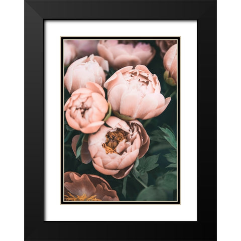 Coral Peonies Black Modern Wood Framed Art Print with Double Matting by Pienaar, Kathrin