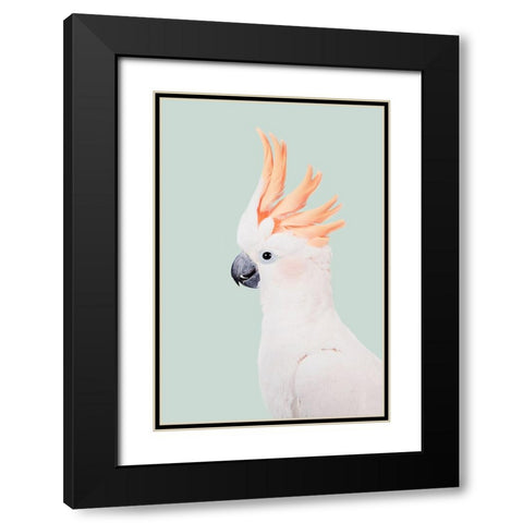 Cockatoo Black Modern Wood Framed Art Print with Double Matting by Pienaar, Kathrin
