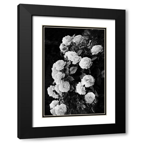 Rose Bush Black Modern Wood Framed Art Print with Double Matting by Pienaar, Kathrin