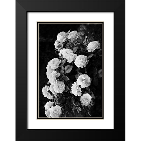 Rose Bush Black Modern Wood Framed Art Print with Double Matting by Pienaar, Kathrin