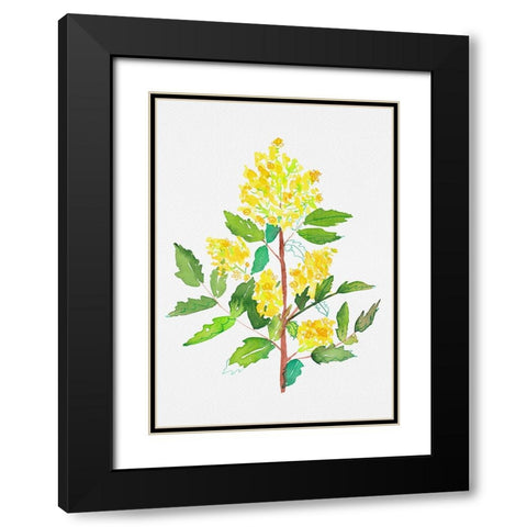 Oregon grape or Mahonia aquifolium botanical painting Black Modern Wood Framed Art Print with Double Matting by Kata Botanical