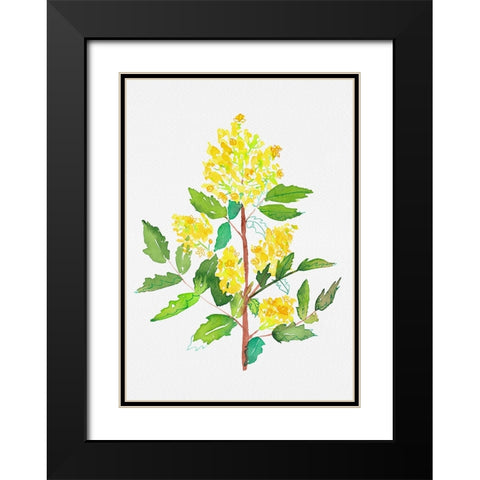 Oregon grape or Mahonia aquifolium botanical painting Black Modern Wood Framed Art Print with Double Matting by Kata Botanical
