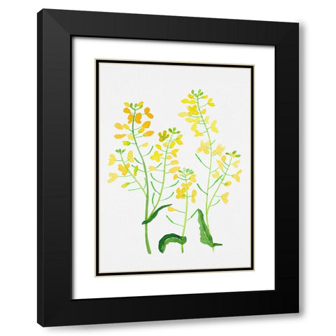 Rapeseed or Brassica napus botanical painting Black Modern Wood Framed Art Print with Double Matting by Kata Botanical