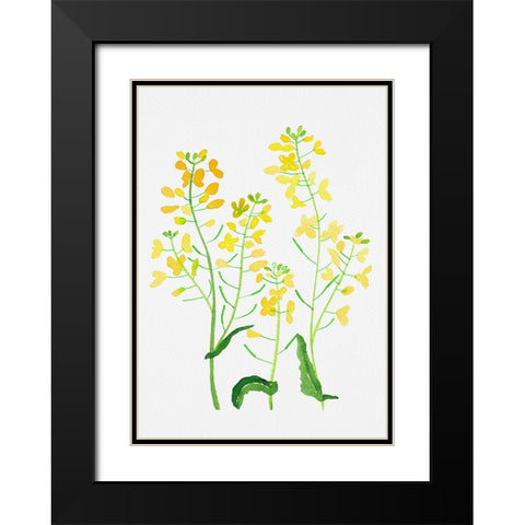 Rapeseed or Brassica napus botanical painting Black Modern Wood Framed Art Print with Double Matting by Kata Botanical
