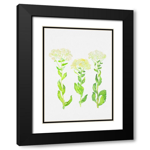 Hoary cress or Lepidium draba botanical painting Black Modern Wood Framed Art Print with Double Matting by Kata Botanical