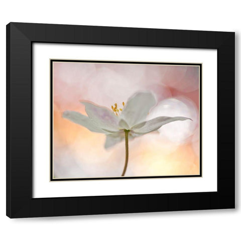 A Sip Of Art Black Modern Wood Framed Art Print with Double Matting by Thalin, Bee