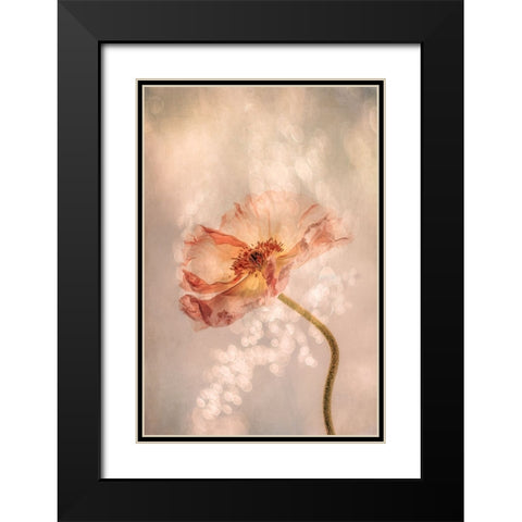 Radiant poppy Black Modern Wood Framed Art Print with Double Matting by van der, Hilda