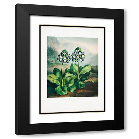A Group of Auriculas from The Temple of Flora 2 (1807) Black Modern Wood Framed Art Print with Double Matting by Pictufy