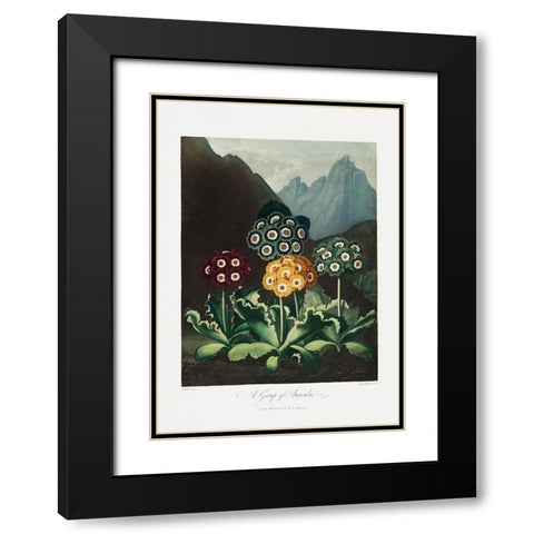 A Group of Auriculas from The Temple of Flora (1807) Black Modern Wood Framed Art Print with Double Matting by Pictufy