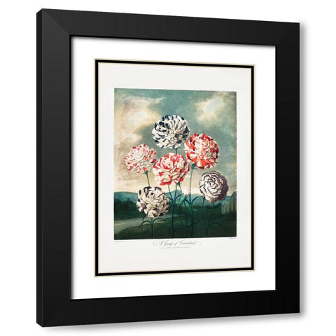 A Group of Carnations from The Temple of Flora (1807) Black Modern Wood Framed Art Print with Double Matting by Pictufy