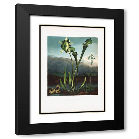 American Bog Plants from The Temple of Flora (1807) Black Modern Wood Framed Art Print with Double Matting by Pictufy