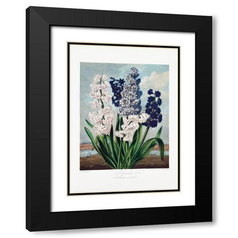 Hyacinths from The Temple of Flora (1807) Black Modern Wood Framed Art Print with Double Matting by Pictufy