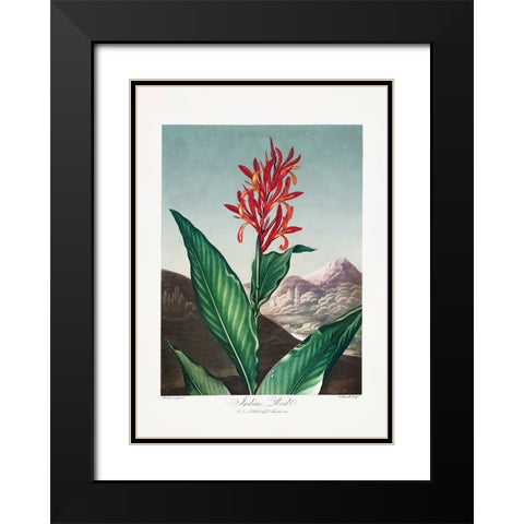 Indian Reed from The Temple of Flora (1807) Black Modern Wood Framed Art Print with Double Matting by Pictufy