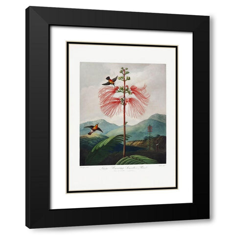 LargeaÂ€Â“Flowering Sensitive Plant from The Temple of Flora (1807) Black Modern Wood Framed Art Print with Double Matting by Pictufy