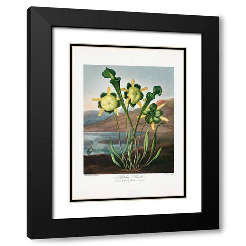 Pitcher Plant from The Temple of Flora (1807) Black Modern Wood Framed Art Print with Double Matting by Pictufy