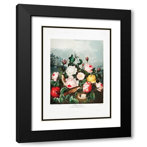 Roses from The Temple of Flora (1807) Black Modern Wood Framed Art Print with Double Matting by Pictufy