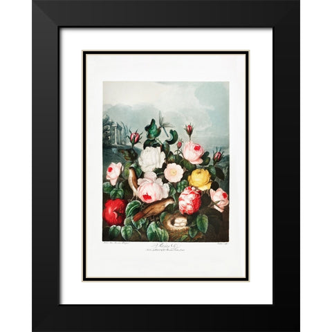 Roses from The Temple of Flora (1807) Black Modern Wood Framed Art Print with Double Matting by Pictufy