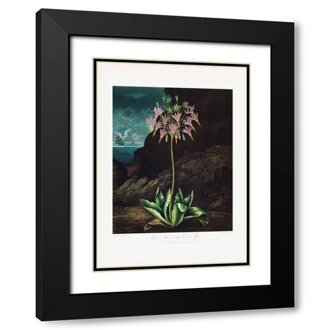The American Cowslip from The Temple of Flora (1807) Black Modern Wood Framed Art Print with Double Matting by Pictufy