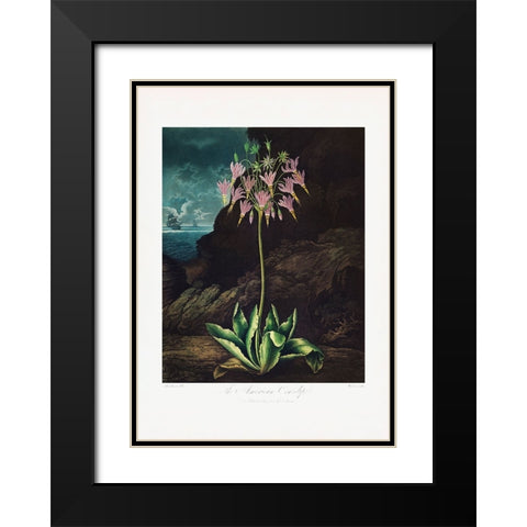 The American Cowslip from The Temple of Flora (1807) Black Modern Wood Framed Art Print with Double Matting by Pictufy