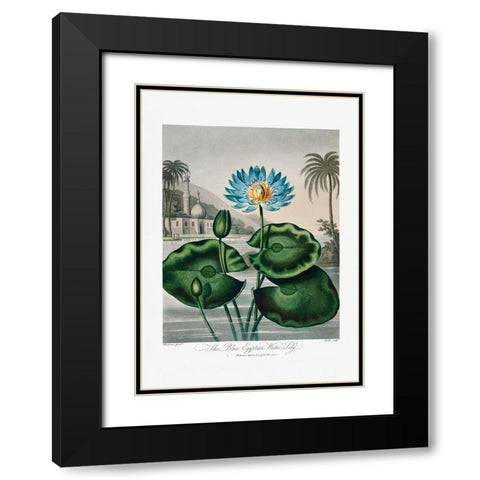 The Blue Egyptian Water-Lily from The Temple of Flora (1807) Black Modern Wood Framed Art Print with Double Matting by Pictufy