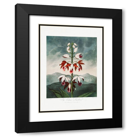 The Chinese Limodoron from The Temple of Flora (1807) Black Modern Wood Framed Art Print with Double Matting by Pictufy